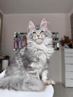 Gus Male maine coon tabby kitten