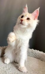 Maine coon kitten female reserved
