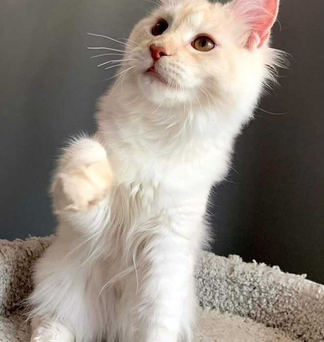 Maine coon kitten female reserved