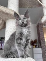 Coco Male black maine coon kitten