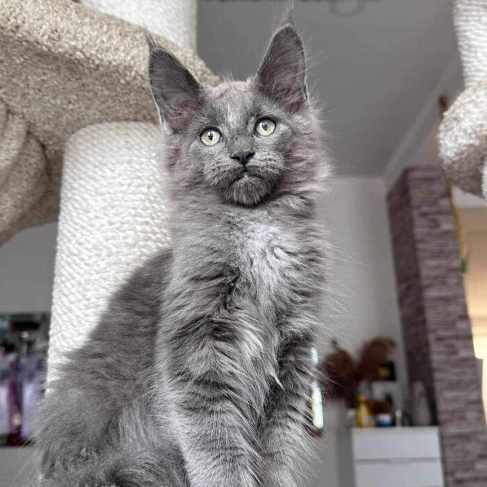 Coco Male black maine coon kitten