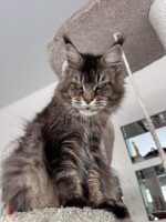 Buster male maine coon kittens houston