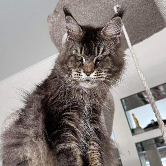 Buster male maine coon kittens houston