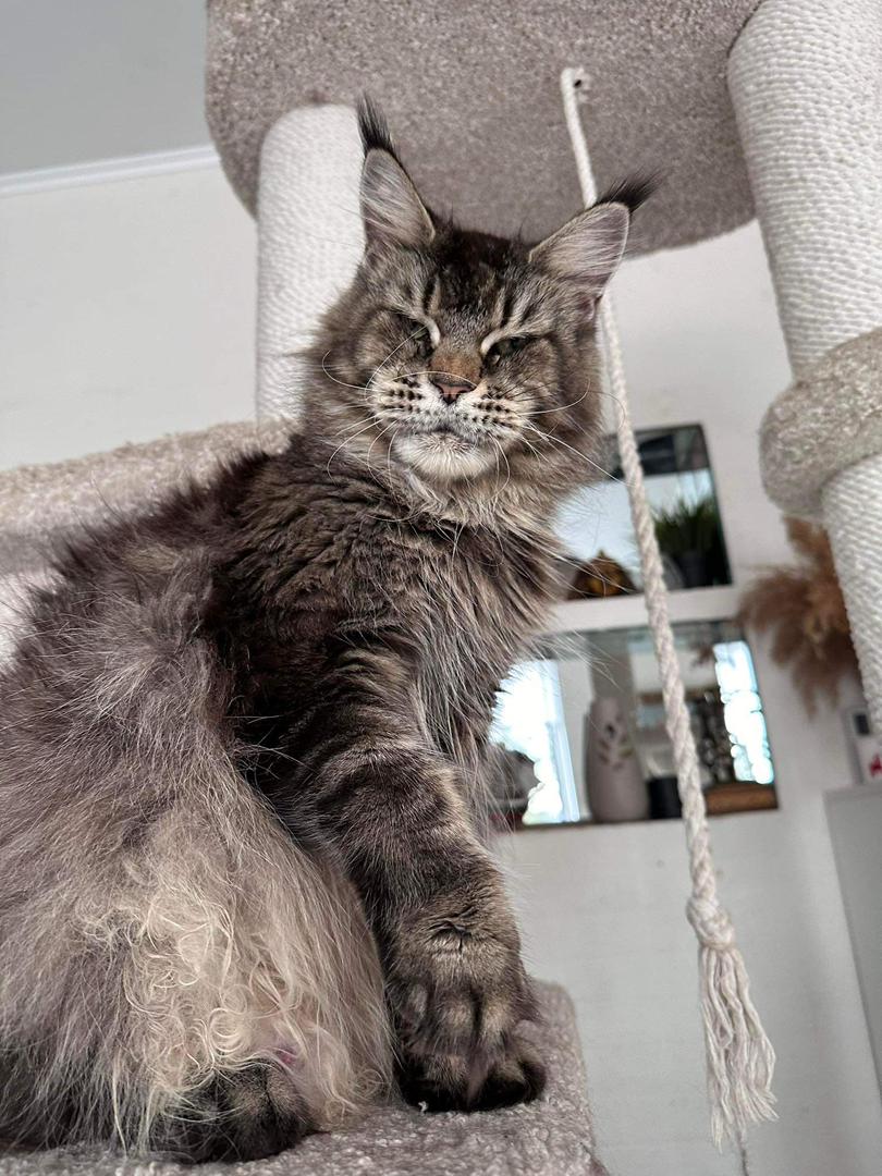 maine coon kittens houston