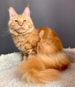 Ginger Orange maine coon kitten
