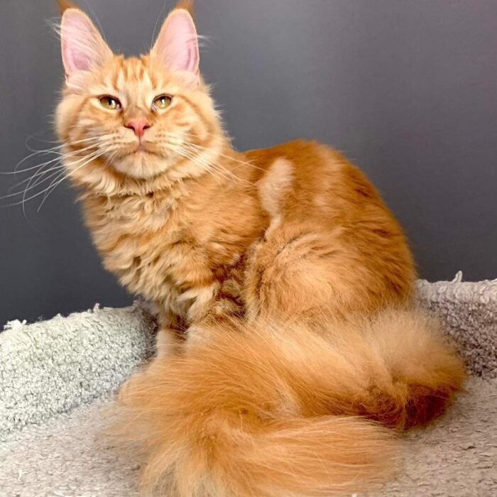 Ginger Orange maine coon kitten
