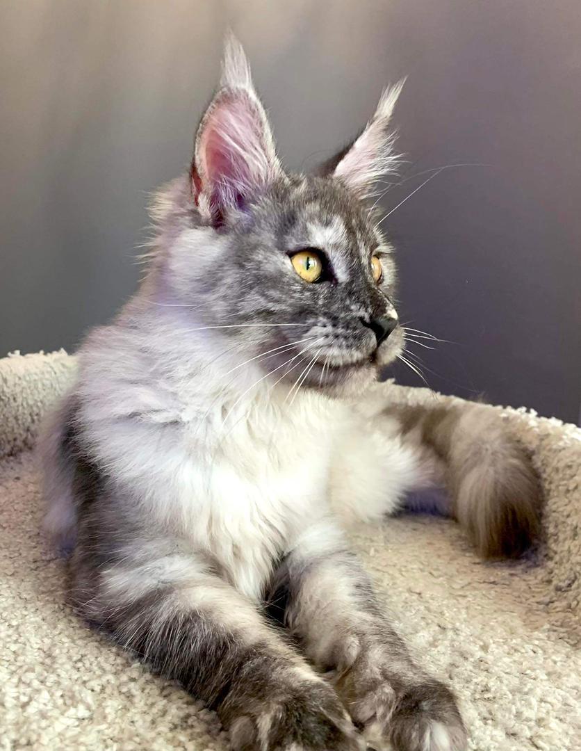 grey maine coon kitten