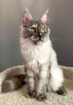 grey maine coon kitten