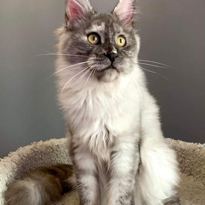 grey maine coon kitten