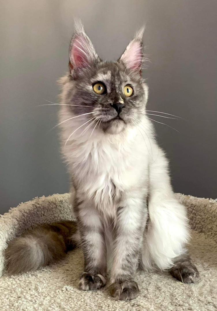 grey maine coon kitten
